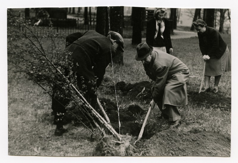 University of Tartu 1940-44. Planting trees in Toomemägi
