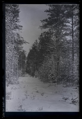 Tee Pirita männimetsas, talvefoto.  duplicate photo