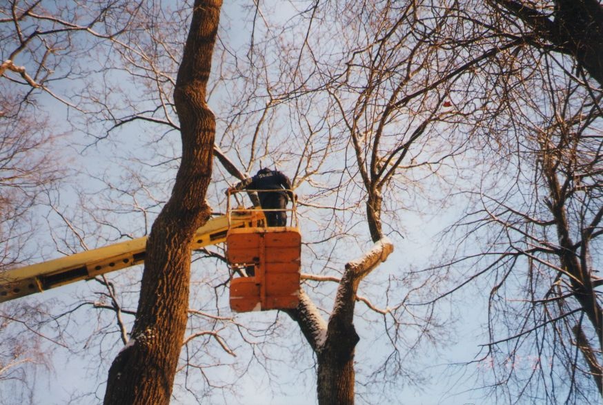 Foto. Puude kärpimine Fr. R. Kreutzwaldi õues. Võru, 19.12.2001.