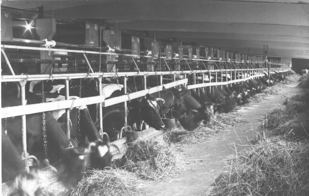 Foto.V. I.Lenini nim. kolhoosi Anne suurfarmi sisevaade 1983.a.