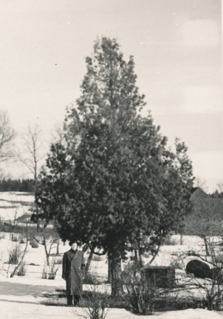 Foto. Elupuu Pärlijõe ääres.