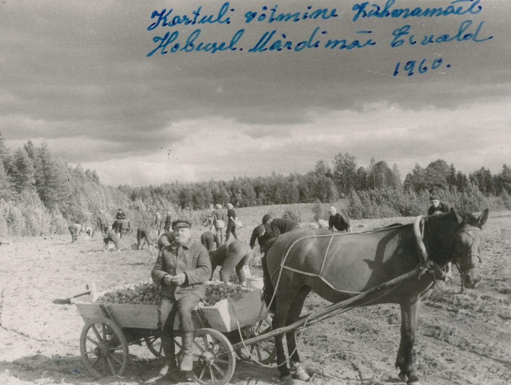 Foto.  kolhoosi "Oktoobri Võit" kartulivõtt Kühmamäel 196o.a.