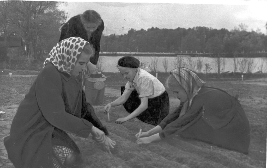 Foto. Õunapuude tõusmete pikeerimine Räpina Keskkoolis 15.juunil 1955.a.