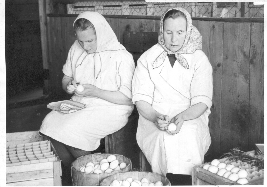 Foto. Räpina rajooni J.V. Stalini nim. kolhoosi linnukasvatajad A. Vares ja A. Mets sorteerivad mune haudejaama ärasaatmiseks 24.mail 1956.a.