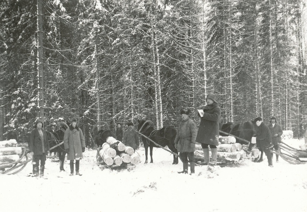 Foto. Metsamaterjali väljavedu raielangilt hobustega 1920.aastatel.