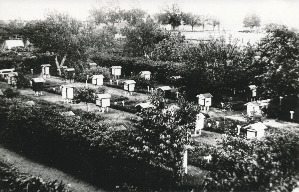 Foto.  Vana-Antsla riigimõisa mesila 1930-tel aastatel.