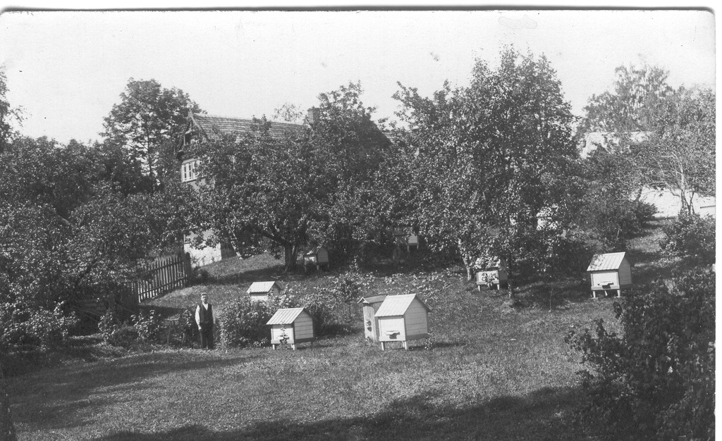 Foto. Orelimeister Jakob Kriisa oma koduaia mesilas Meelaku külas  1927.a.