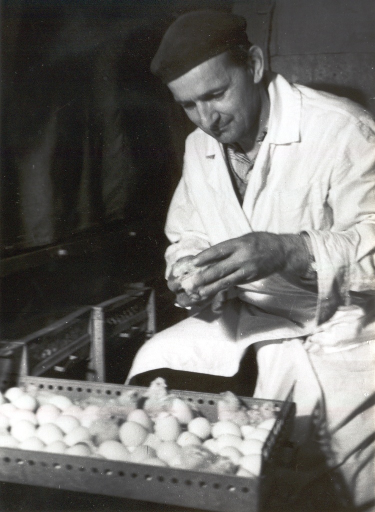 Foto. "Linda" kolhoosi kanafarmis.