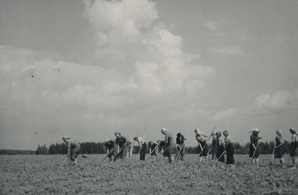 Foto. Väimela õpilased juurviljapõldu rohimas 1955.a.