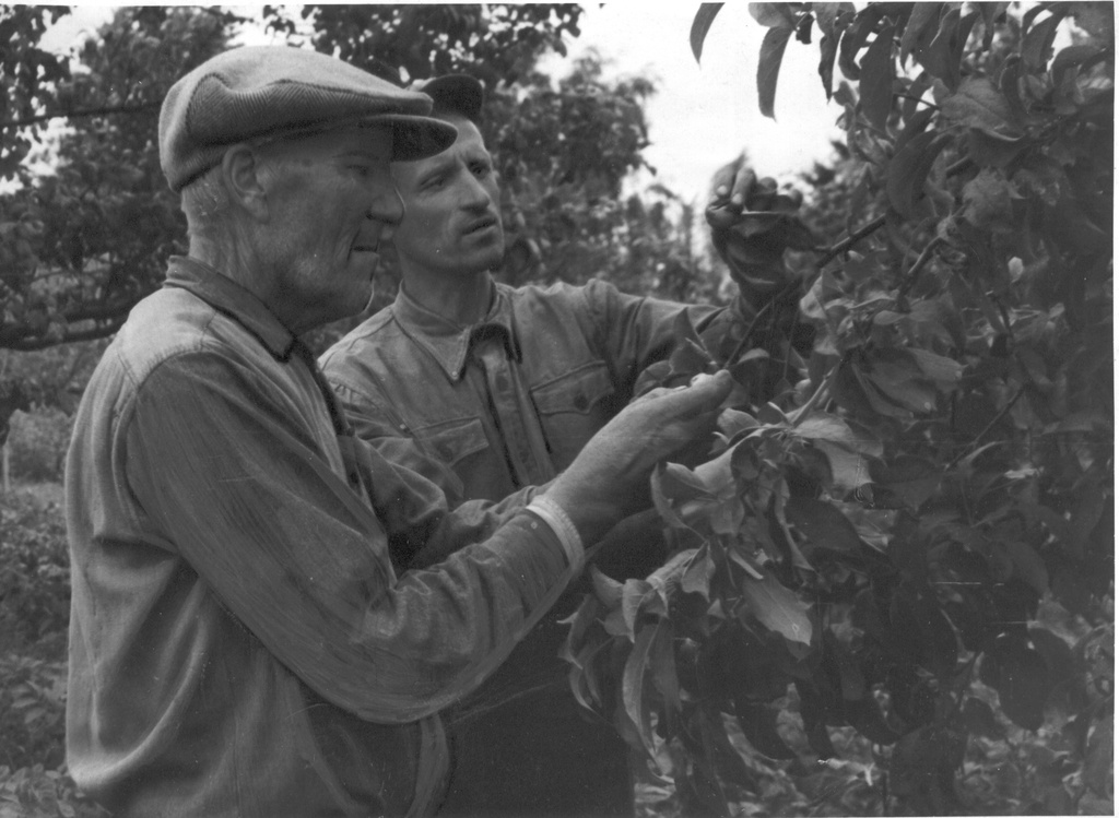 Foto. Räpina rajooni  J.V. Stalini nim. kolhoosi aednik H. Heering ja L. Peedoson  viljapuude vaatlusi teostamas 1.augustil 1956