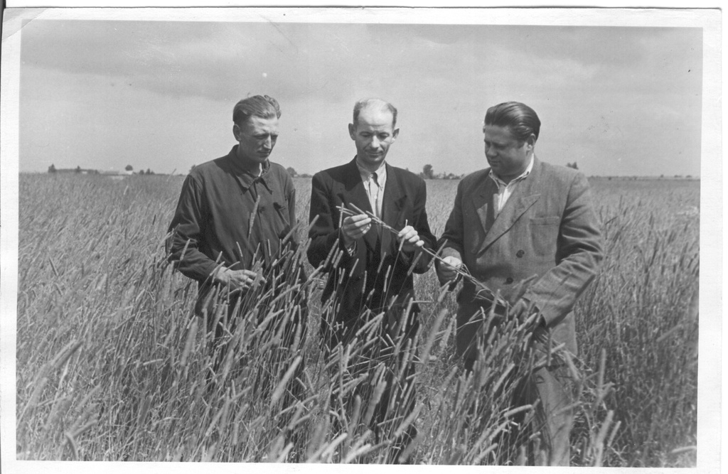 Foto. Räpina rajooni Stalini nim. kolhoosi esimees R. Kirotarp, agronoom A. Palo ja Räpina MTJ 1.traktoribrigaadi brigadir E.Hääl vaatavad üle timutipõldu enne koristamist 20.juulil 1953.a.