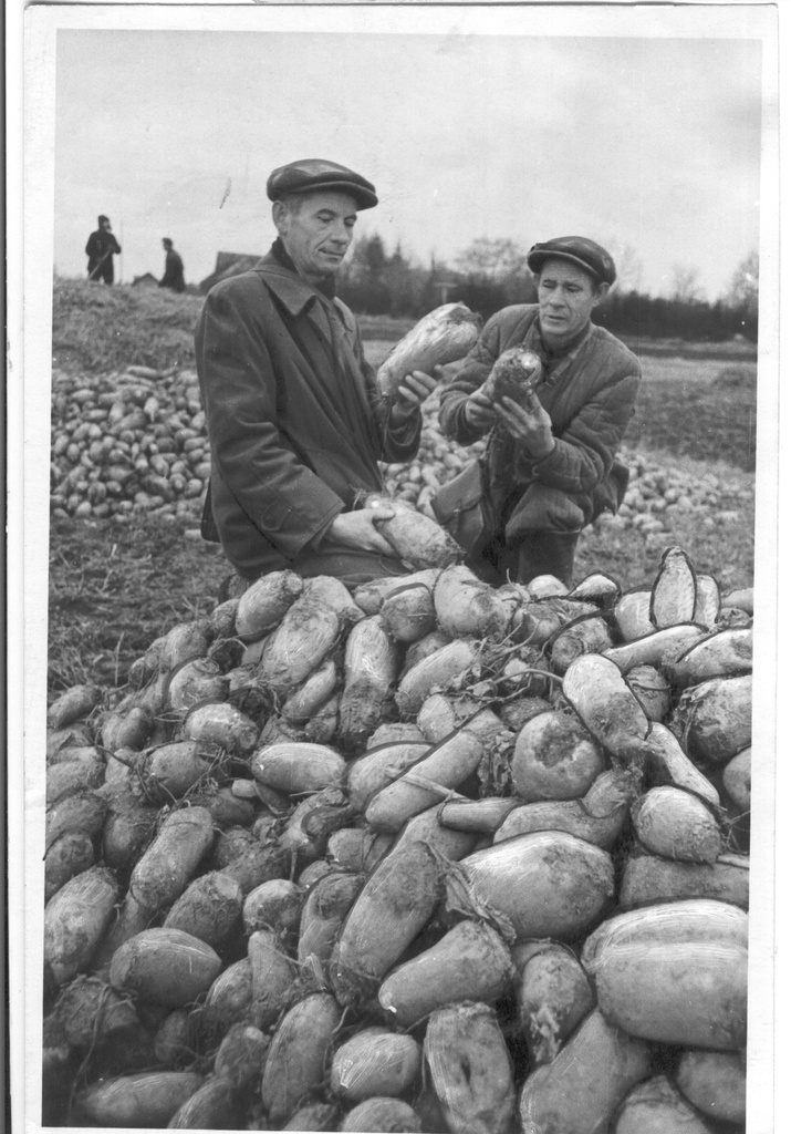 Foto. Räpina rajooni Stalini nim. kolhoosi agronoom A. Palo ja brigadir O. Härsing vaatlevad söödakaali enne kuhja paigutamist 4.novembril 1954.a.