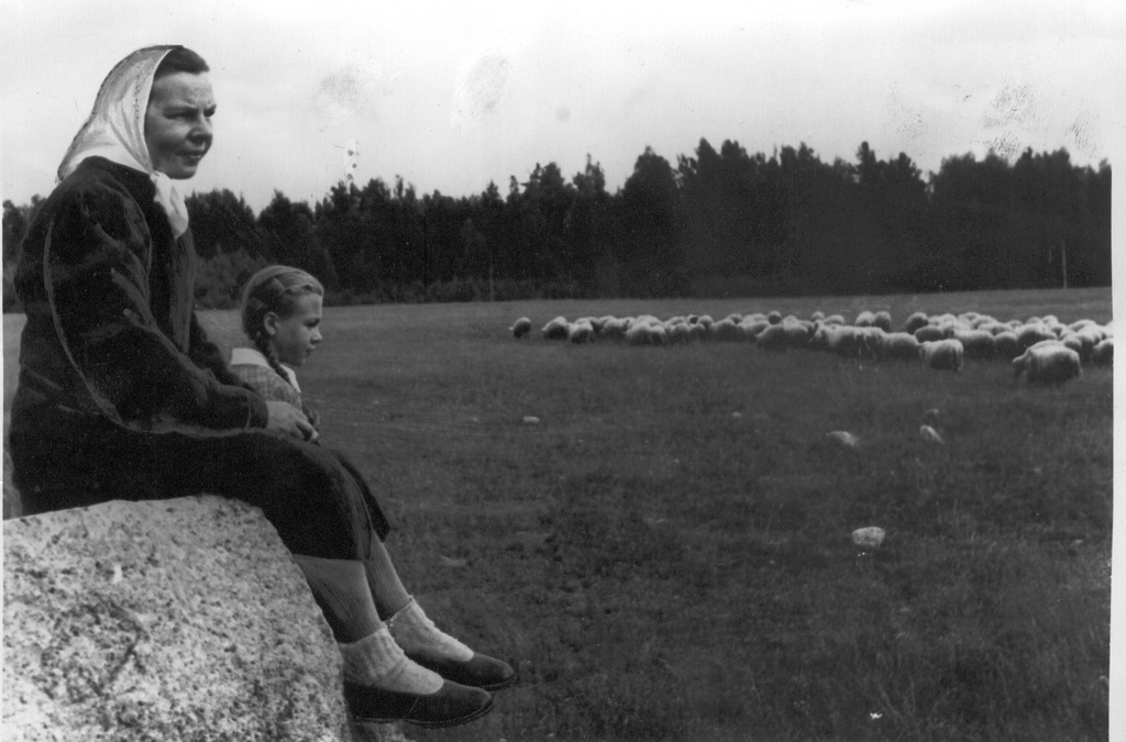 Foto. Räpina rajooni parim lambatalitaja Meeta  Kõivsaar koos tütrega lambaid karjatamas 11.augustil 1956.a.