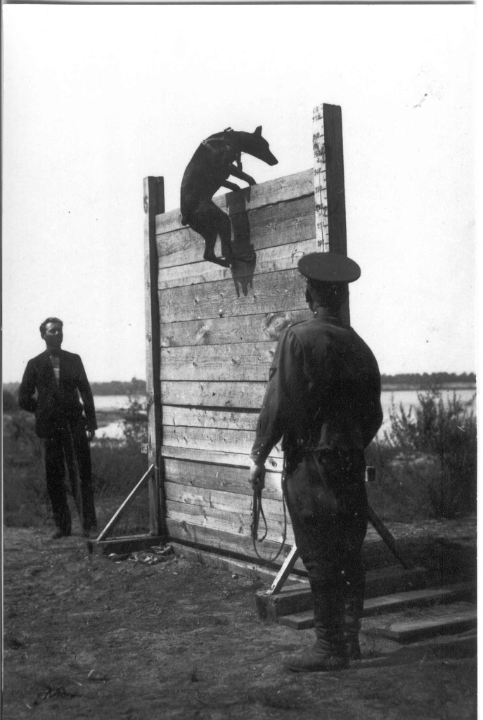 Foto.Piirivalvur Eduard Kuuse  teenistuskoera Armiida õpetamine tõkkeid ületama  Anohova kordonis 1932.a.