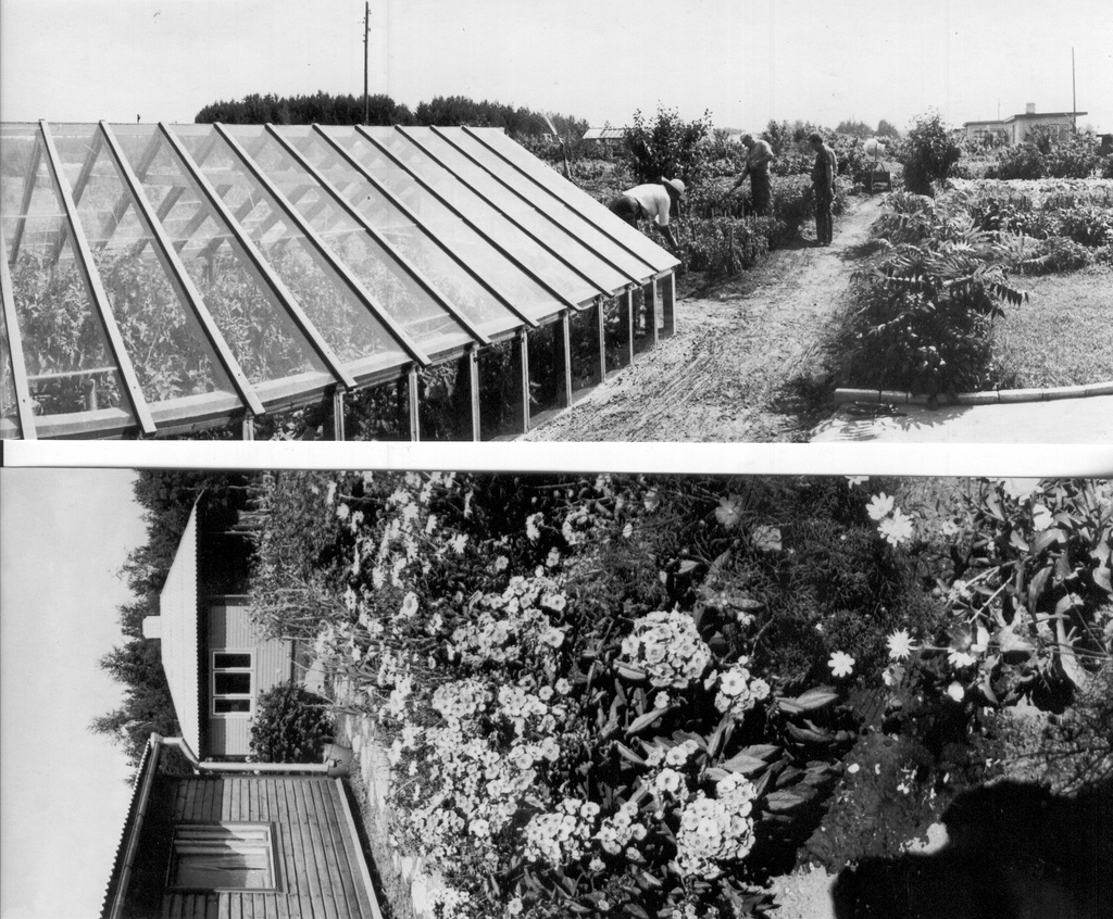 Foto. Aianduskooperatiiv Tamula. 1972.