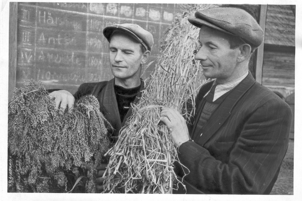 Foto. Räpina rajooni Stalini nim. kolhoosi agronoom A. Palo (paremal) ja zootehnik  R. Kiudorf vaatlevad kasvatatavat hirssi 4.novembril 1954.a.