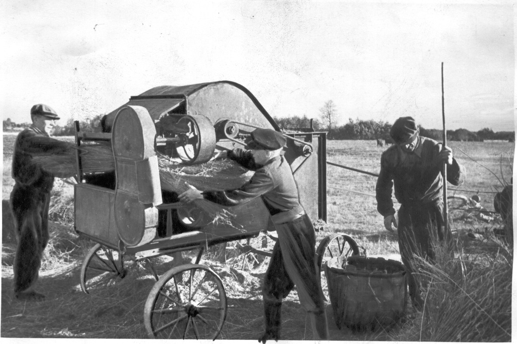 Foto. Põlva rajooni Lõssenko nim. kolhoosis töötab kupardamisel Kanepi MTJ linakupardamismasin 24.septembril 1956
