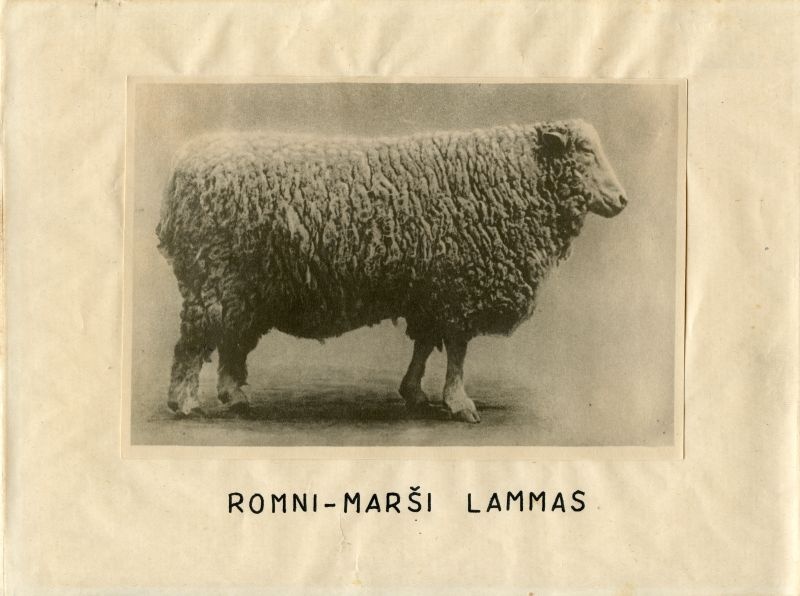 Romni marsi (Romney Marsh) lammas