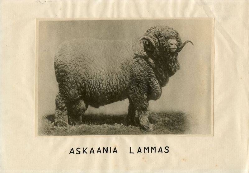 Askaania lammas