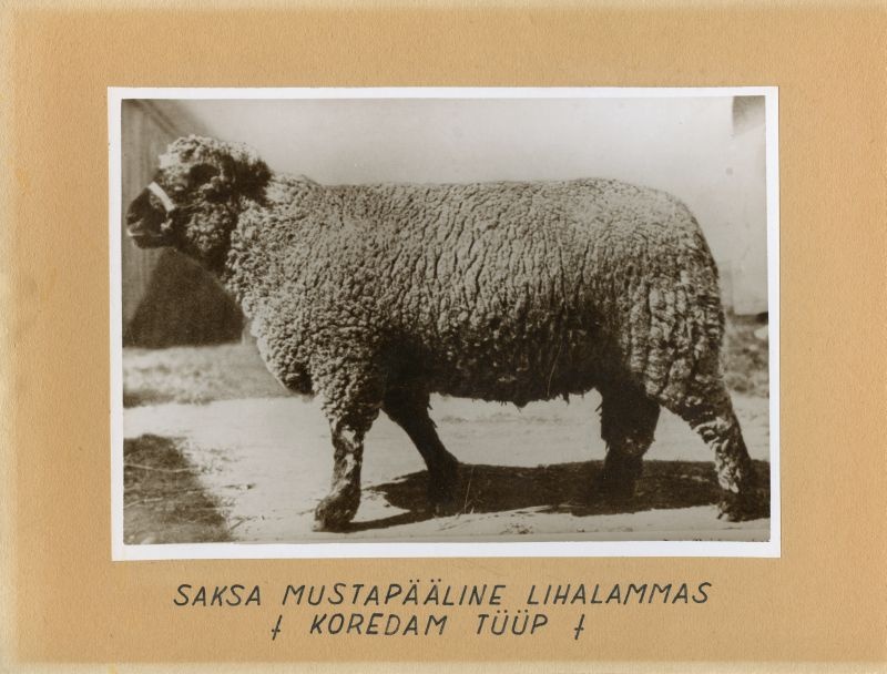 Saksa mustapealine lihalammas (koredam tüüp)