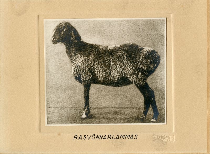 Rasvaõnnarlammas
