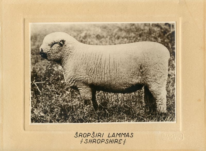 Šropširi lammas (Shropshire)