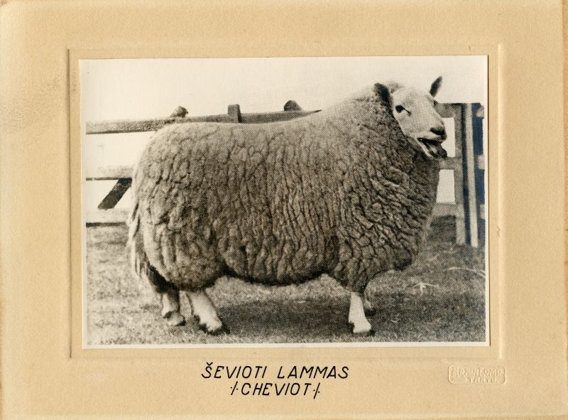 Ševioti lammas (Cheviot)