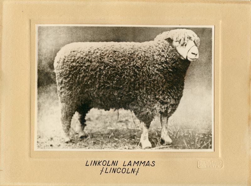 Linkolni lammas (Lincoln)