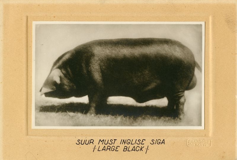 Suur must inglise siga (Large black)