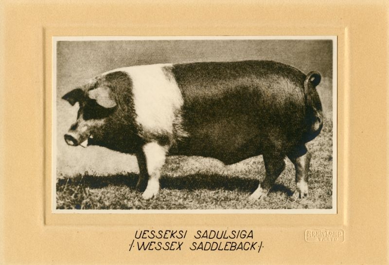 Uessexi sadulsiga (Wessex saddleback)