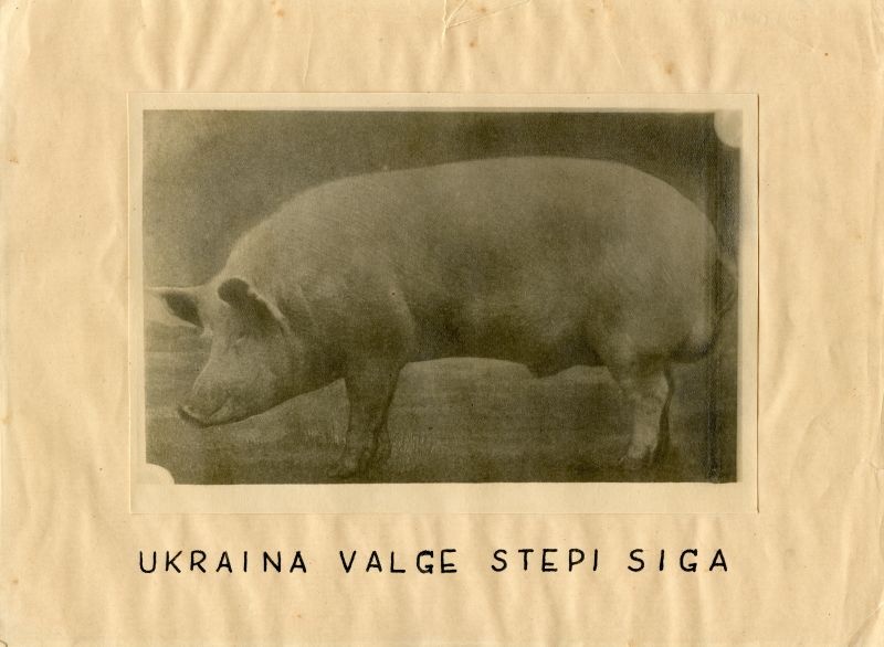 Ukraina valge stepi siga