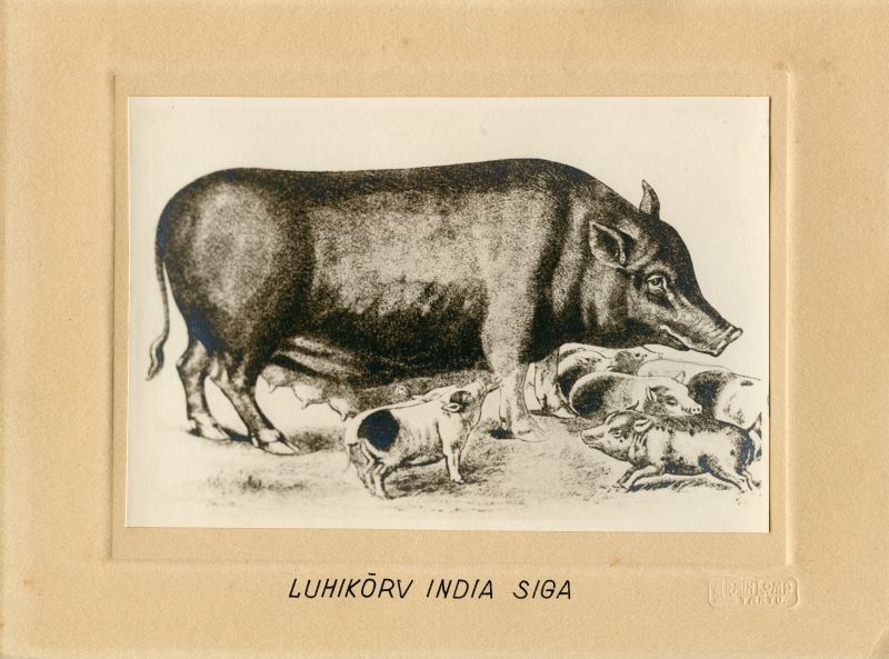 Lühikõrvaline india siga