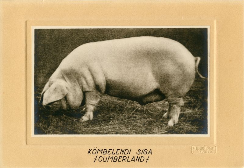 Kumberlandi siga (Cumberland)