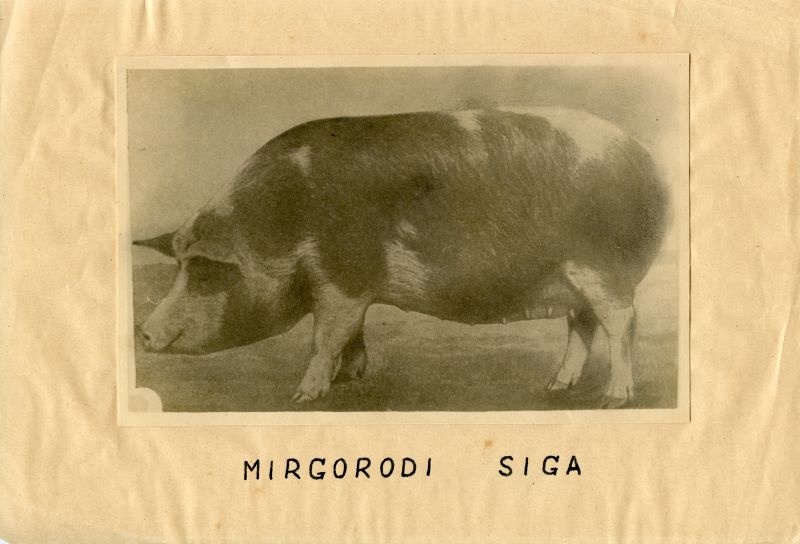 Mirgorodi siga