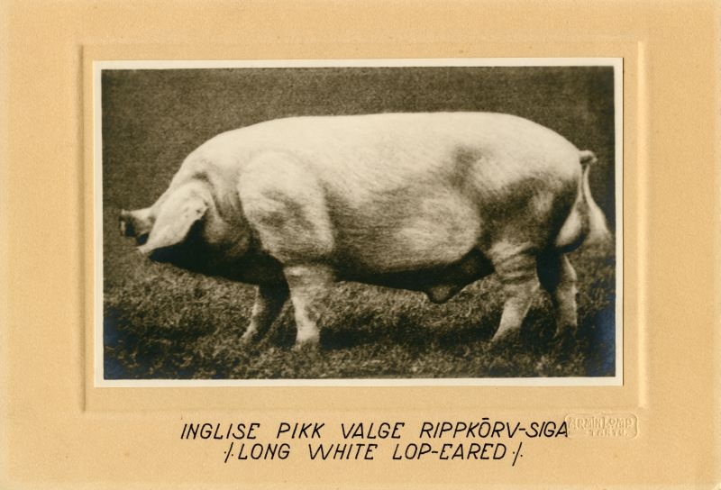 Inglise pikk valge rippkõrv-siga (Long white lop-cared)