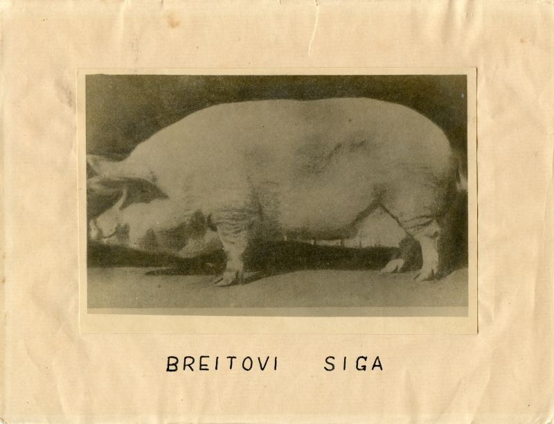 Breitovi siga