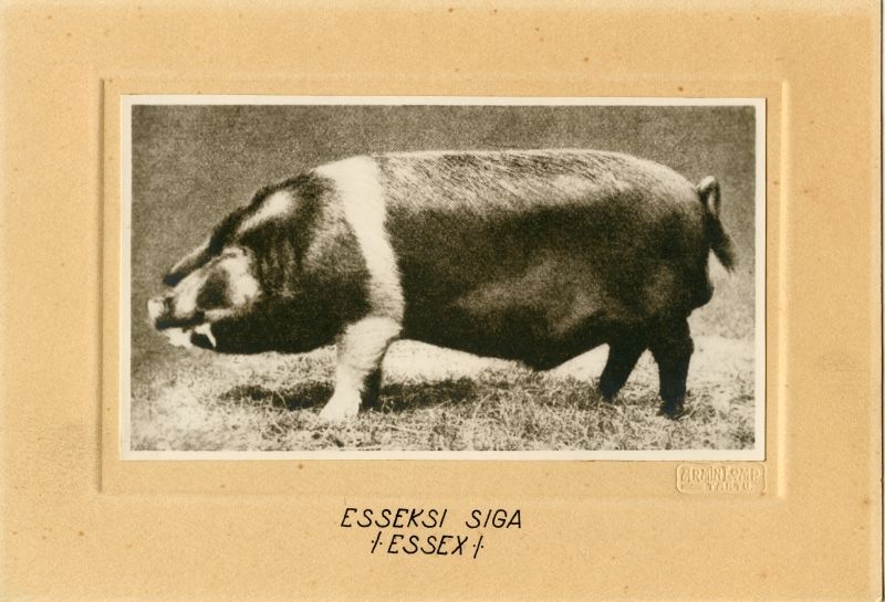 Essexi siga (Essex)