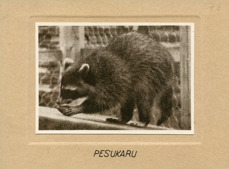 Pesukaru
