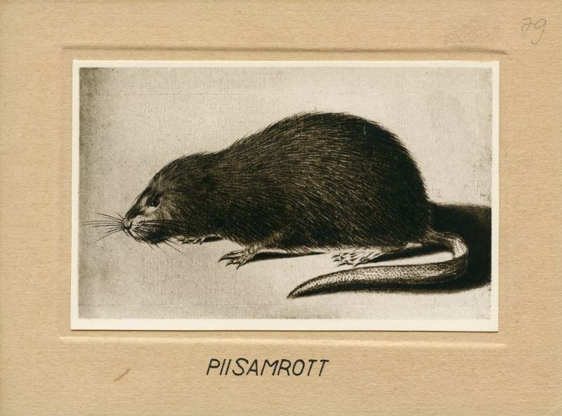 Piisamrott