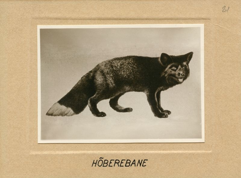 Hõberebane