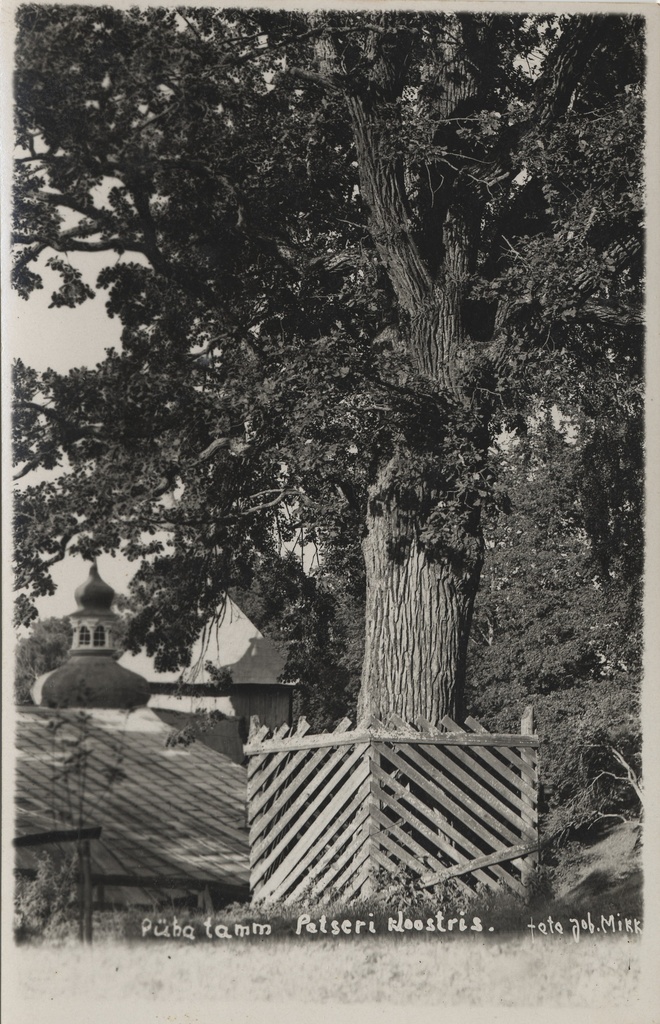 Holy oak in the Petser monastery
