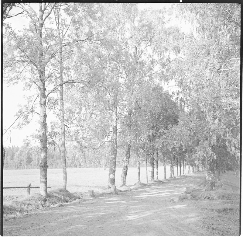 Puiestee Olustvere mõisa juures