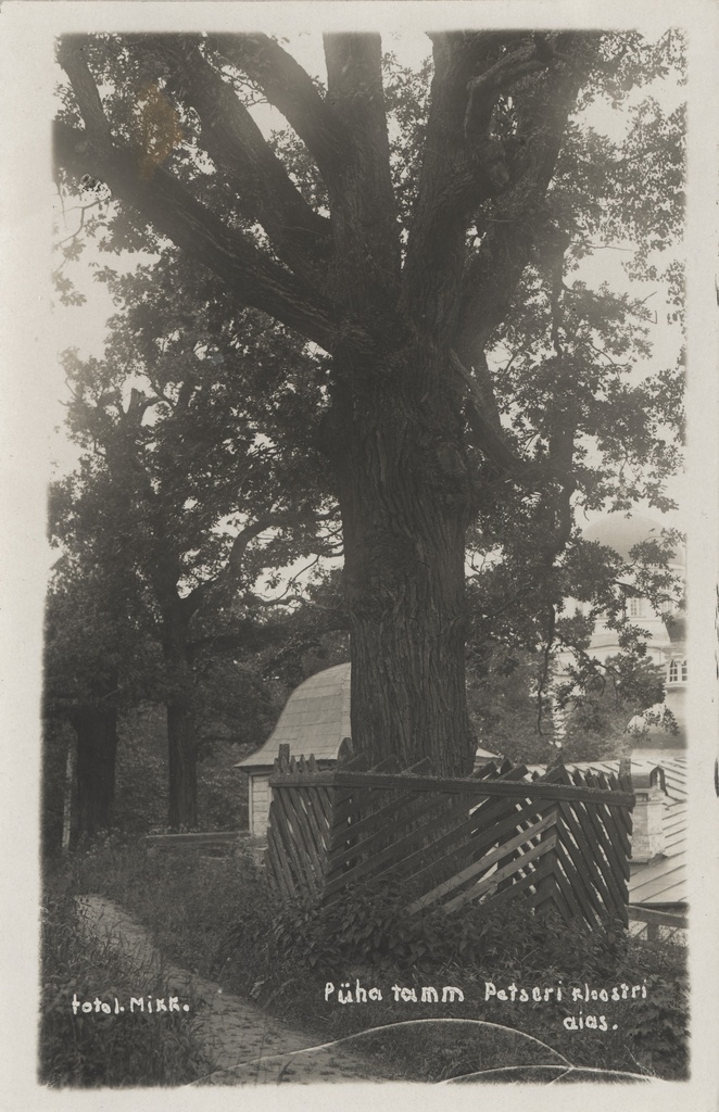 Holy oak in the garden of the monastery of Petser