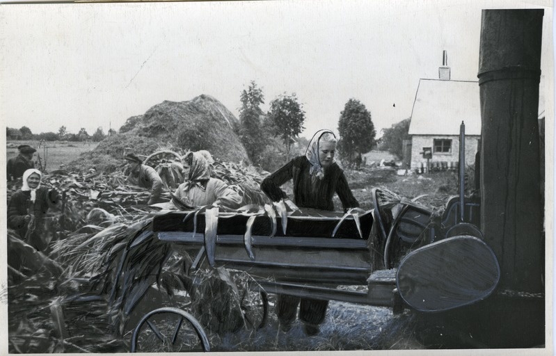 Sangari kolhoosis maisist silo valmistamine