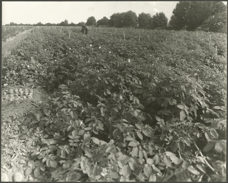 Orissaare kolhoosi kartulikloonipõld Saiklas.