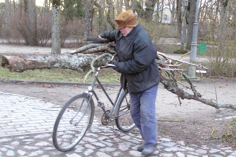 2005. aasta jaanuaritorm: mees jalgrattal tormi oksarisu vedamas