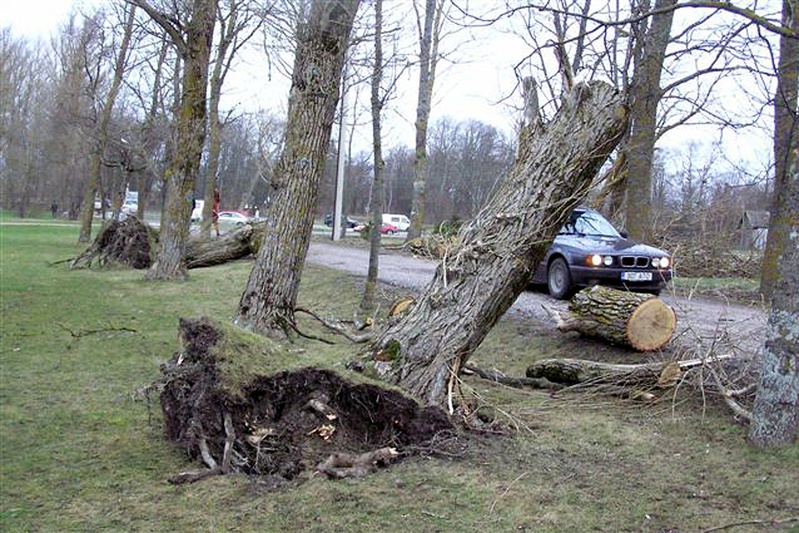 2005. aasta jaanuaritorm: juurtpidi üleskistud puud Kuressaares