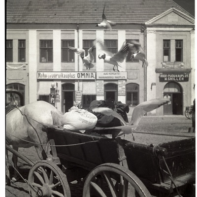 Saaremaa, kajakad turuvankri kohal.  similar photo