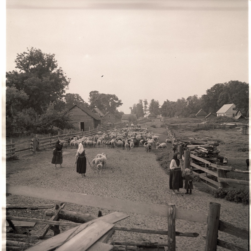 Kihnu, lambakari küla vahel.