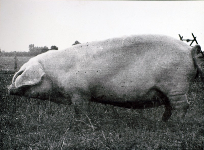 Lalli 85, ESV-1834